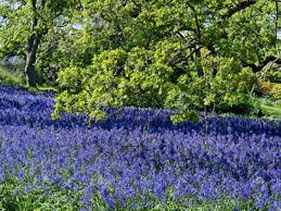 Lupine Lupinus Perennis (Blue) 1 gal.