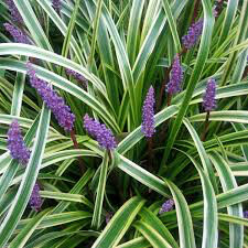 Liriope Muscari &#39;Variegata&#39; #1