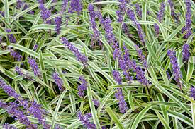 Liriope Muscari &#39;Variegata&#39; #1