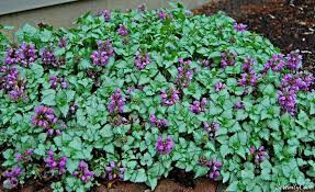 Lamium m Red Nancy 1gal.