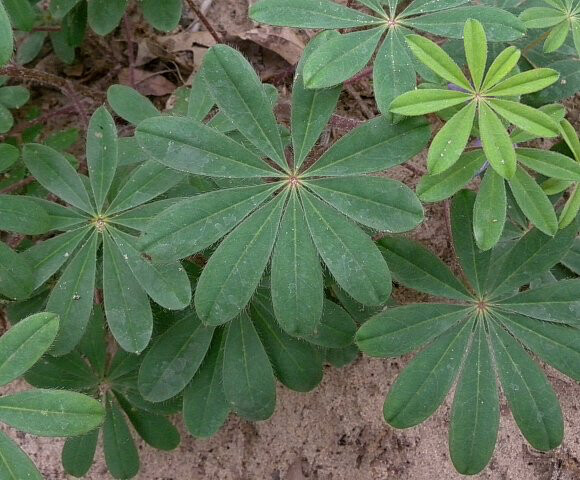 Lupine Lupinus Perennis (Blue) 1 gal.