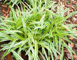 Liriope Muscari &#39;Variegata&#39; #1