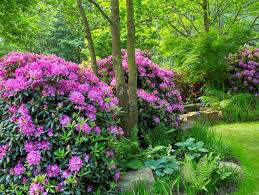 Rhododendron &#39;Boursault&#39; 2 gal