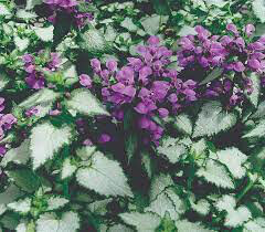 Lamium m Red Nancy 1gal.