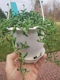 String of Dolphins 6” Hanging Basket