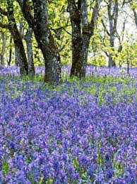 Lupine Lupinus Perennis (Blue) 1 gal.