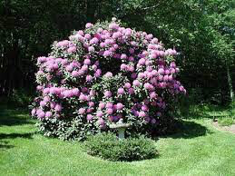 Rhododendron &#39;Boursault&#39; 2 gal