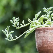 String of Dolphins 6” Hanging Basket