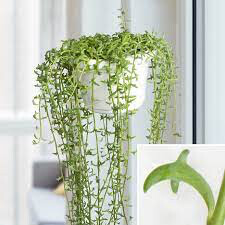 String of Dolphins 6” Hanging Basket