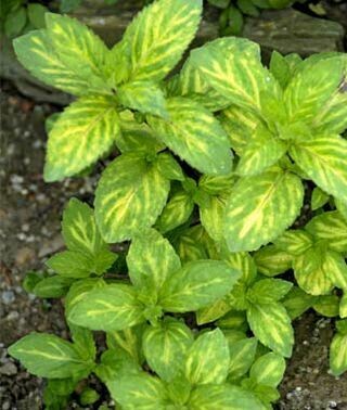 Mint Ginger Organic
