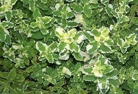 Mint Pineapple Organic