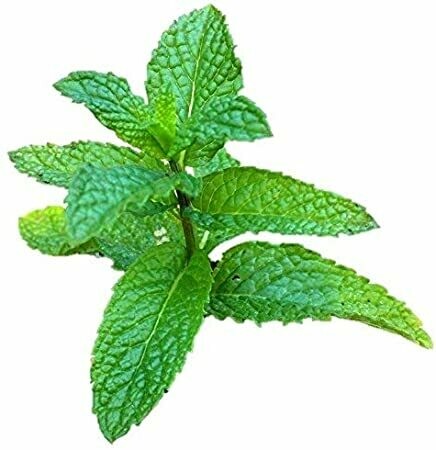 Mint Mojito Organic