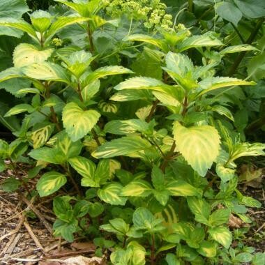 Mint Ginger Organic