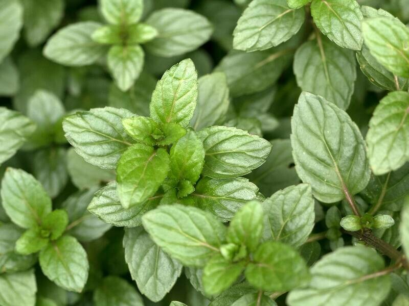 Mint Chocolate Organic