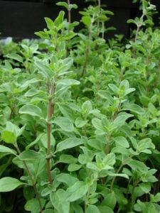 Marjoram Hardy Sweet Organic