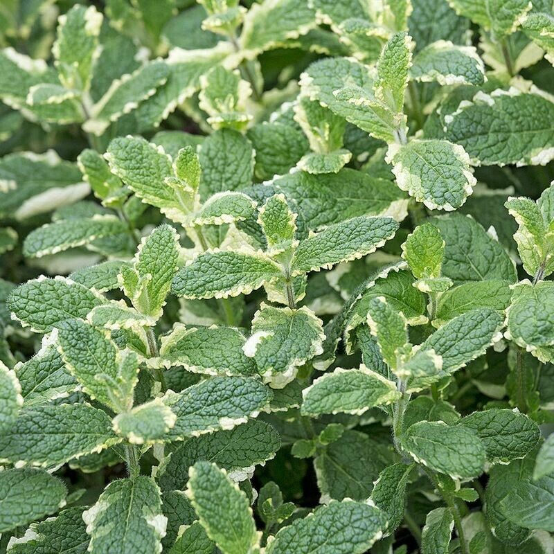 Mint Pineapple Organic