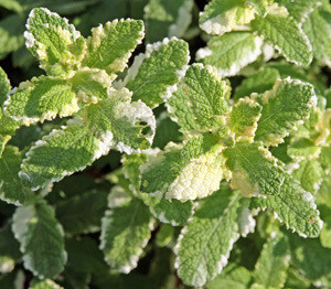 Mint Pineapple Organic