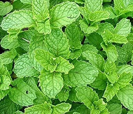 Mint Spearmint Organic