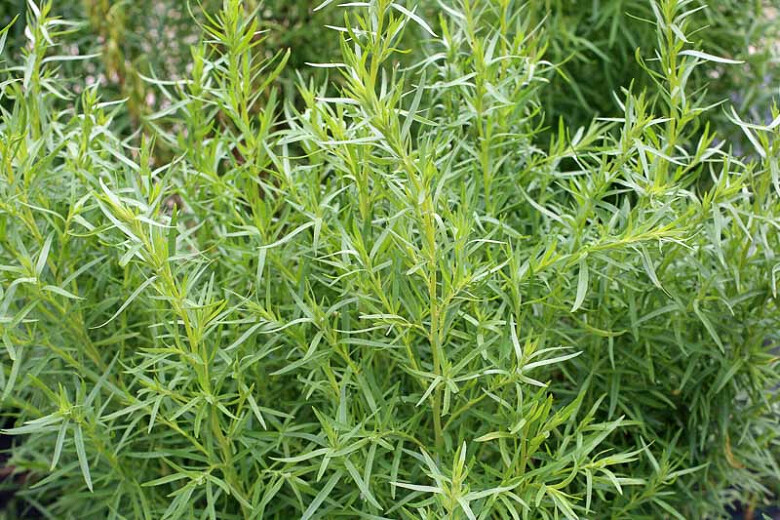 Tarragon French Organic