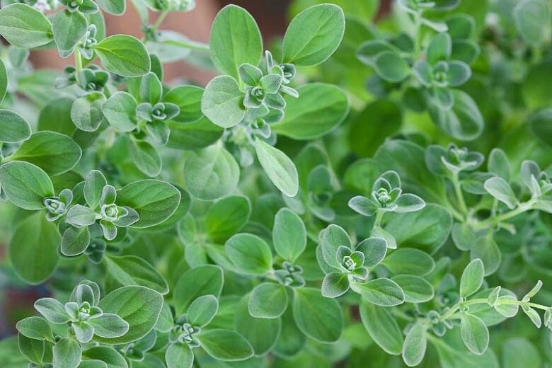 Marjoram Dwarf Organic