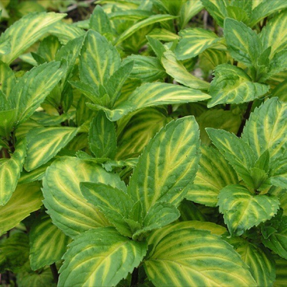Mint Ginger Organic