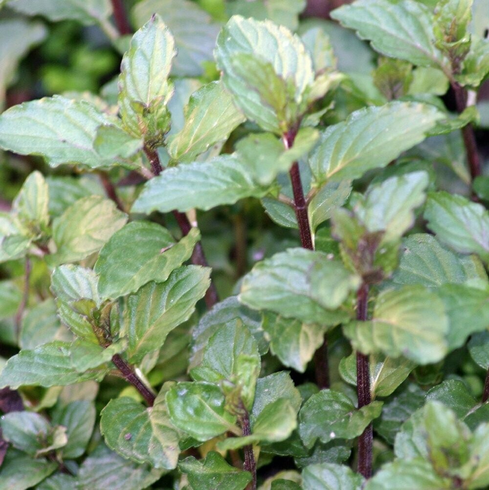 Mint Chocolate Organic