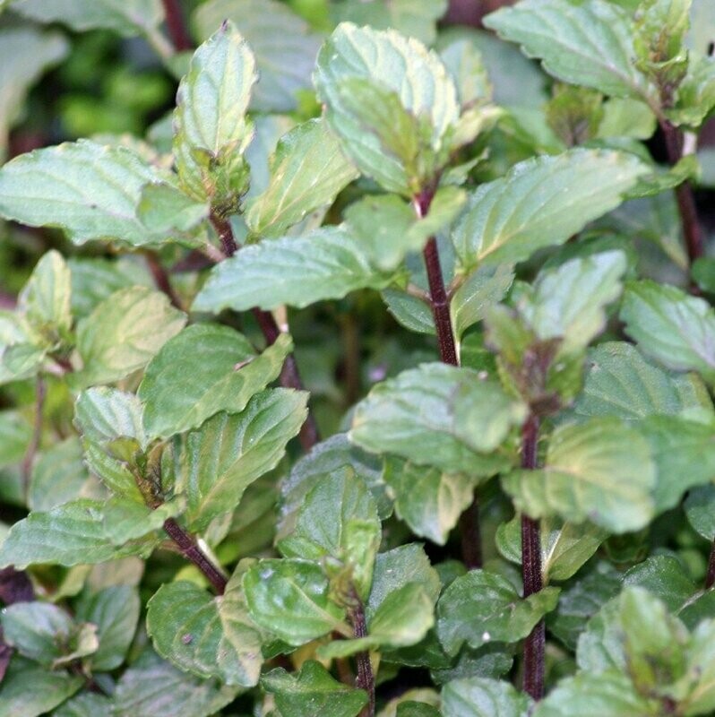 Mint Chocolate Organic
