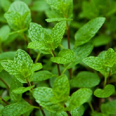 Mint Mojito Organic
