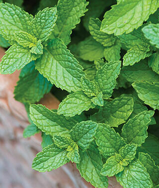 Mint Spearmint Organic