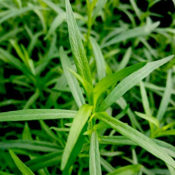 Tarragon French Organic