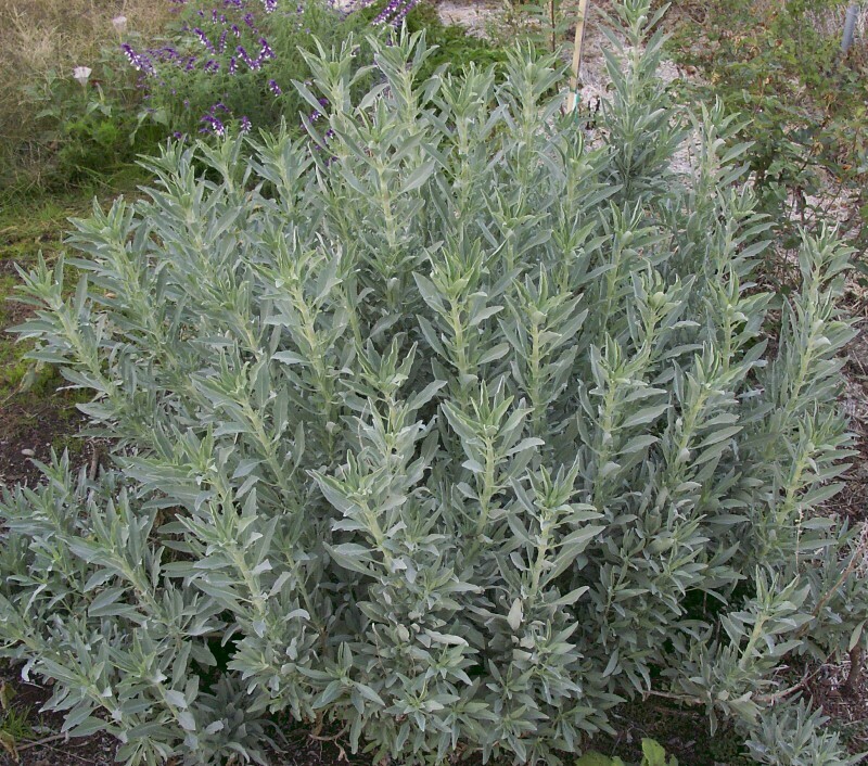 Sage Gray Organic