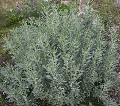 Sage Gray Organic