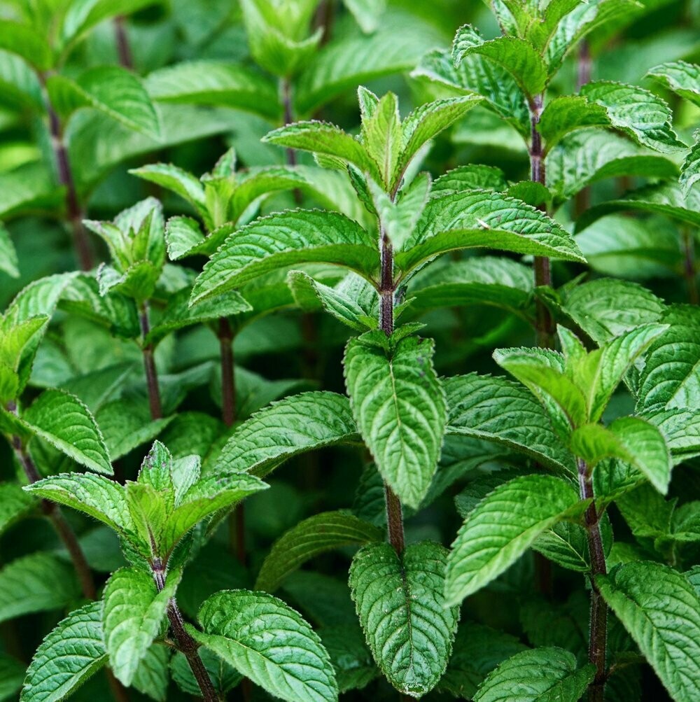 Mint Mojito Organic