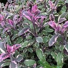Sage Tri-Colored Organic