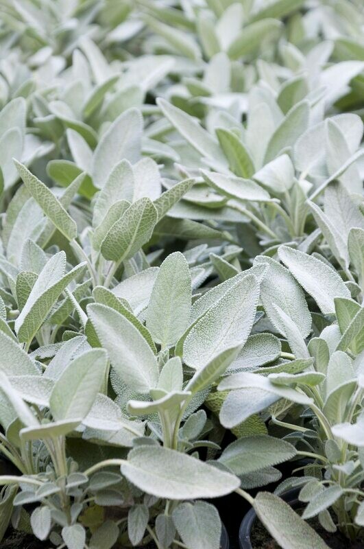 Sage Gray Organic