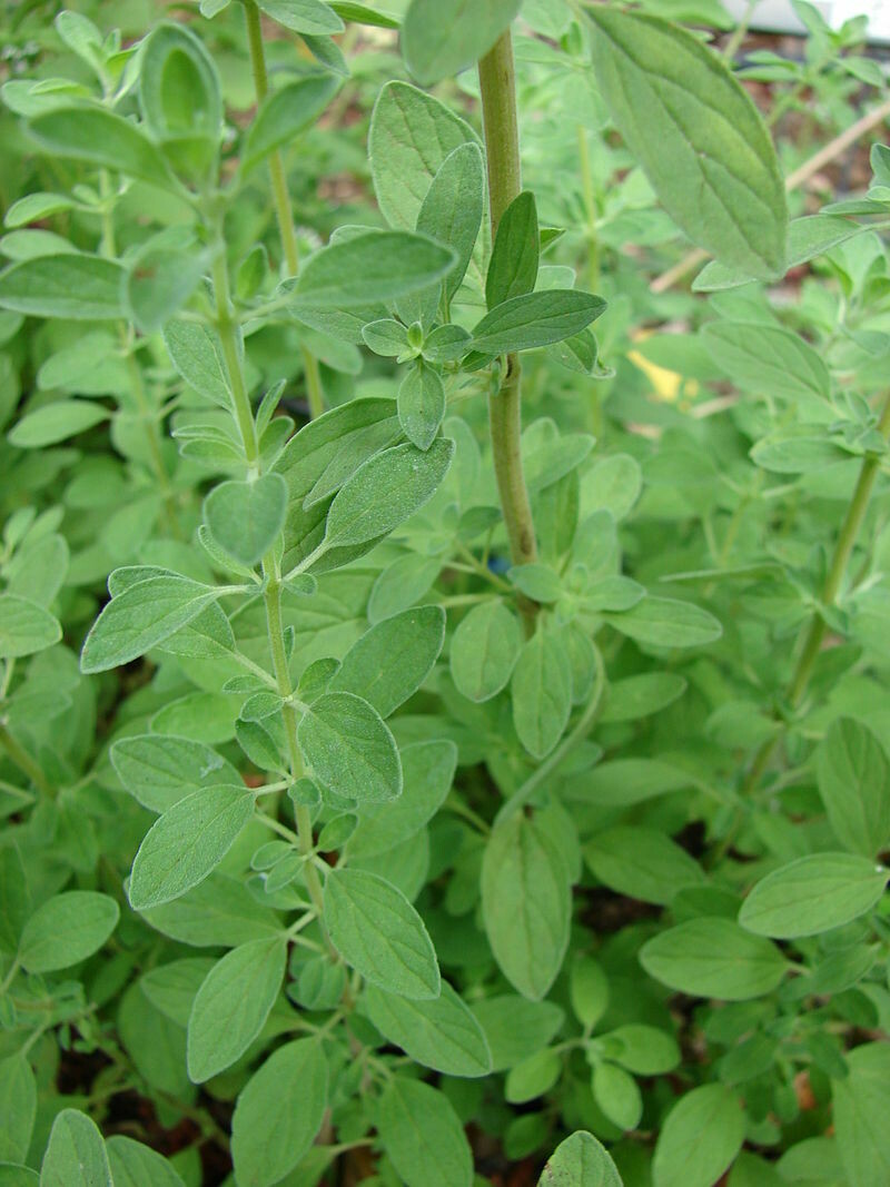 Marjoram Hardy Sweet Organic