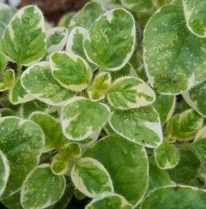 Marjoram Variegated Organic