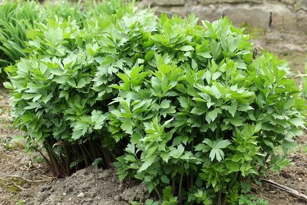 Lovage Organic