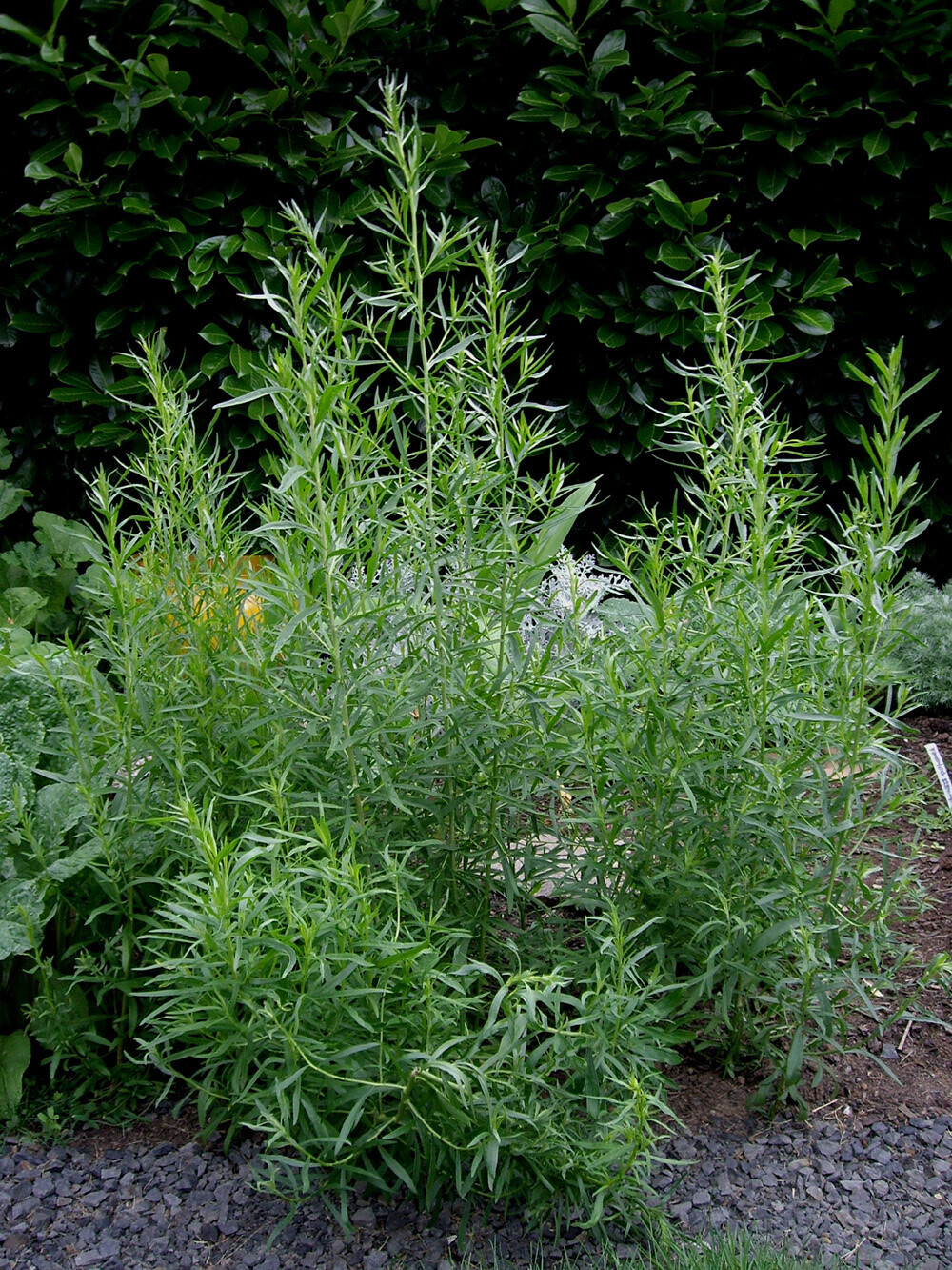 Tarragon French Organic