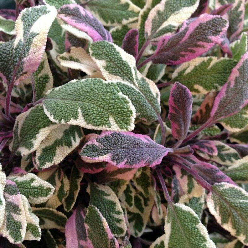 Sage Tri-Colored Organic