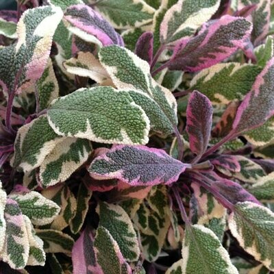 Sage Tri-Colored Organic