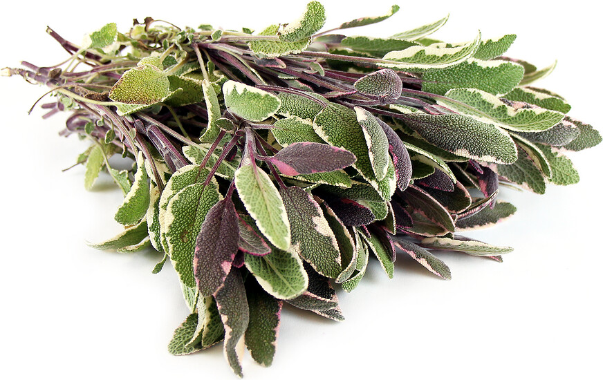 Sage Tri-Colored Organic