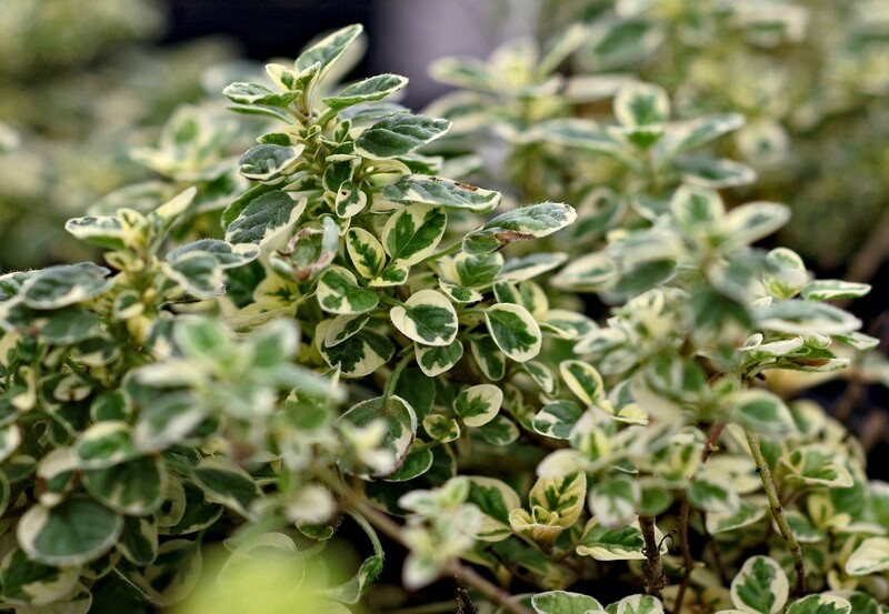 Marjoram Variegated Organic