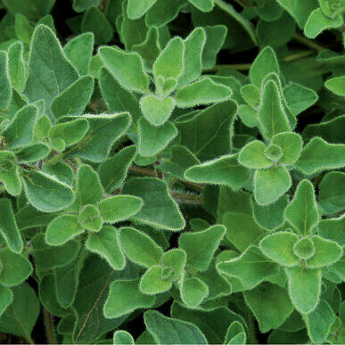 Oregano Greek Organic