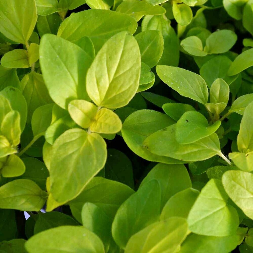 Oregano Golden Organic