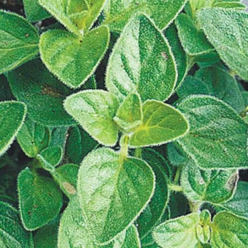 Oregano True Organic