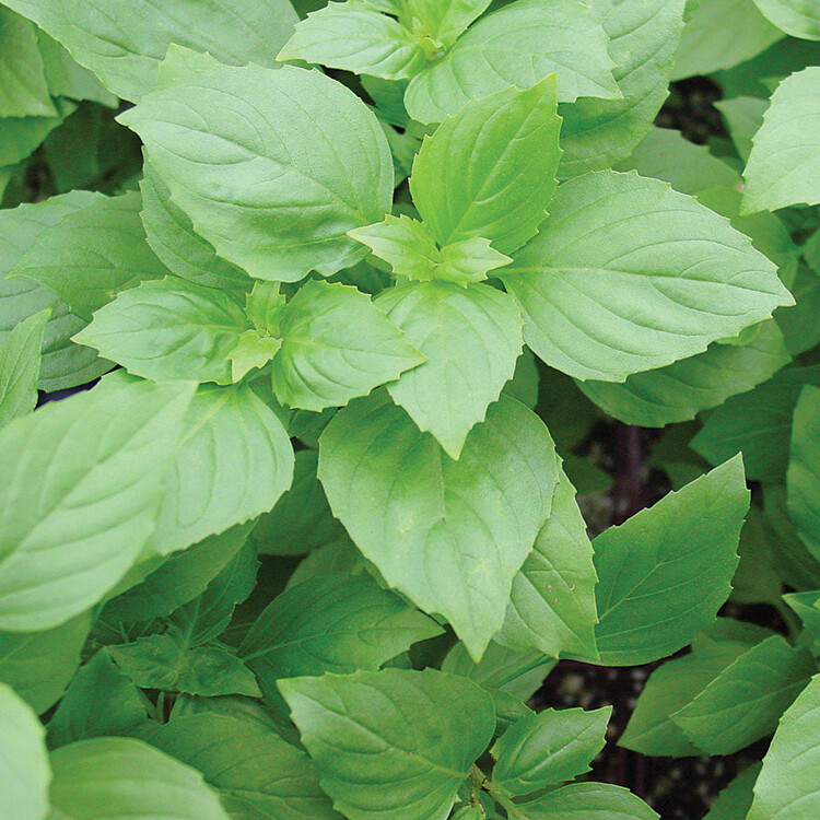 Basil Aussie Sweet Organic
