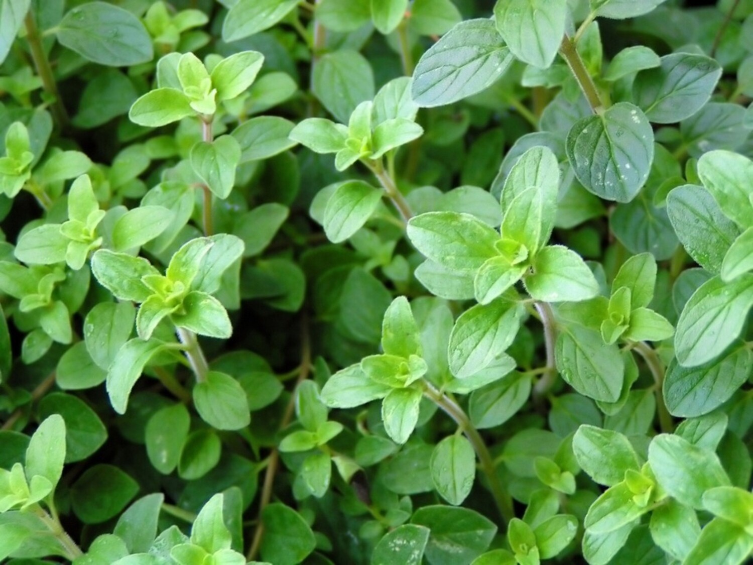Oregano Greek Organic
