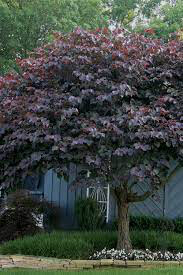Cercis canadensis &#39;Black Pearl&#39; #15