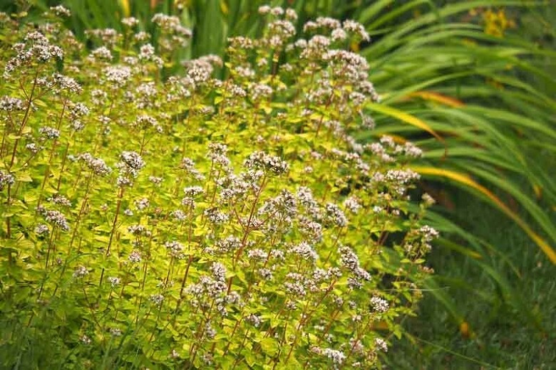 Oregano Golden Organic